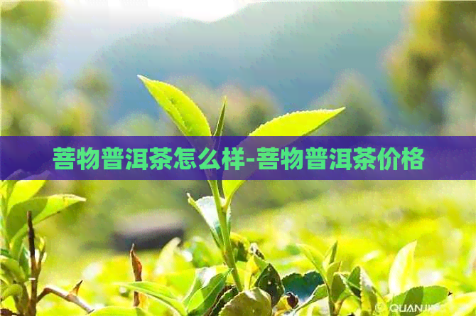 菩物普洱茶怎么样-菩物普洱茶价格