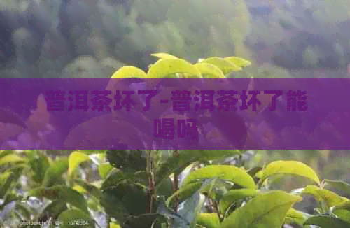 普洱茶坏了-普洱茶坏了能喝吗