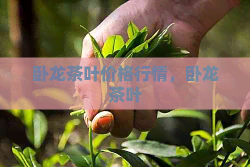 卧龙茶叶价格行情，卧龙茶叶