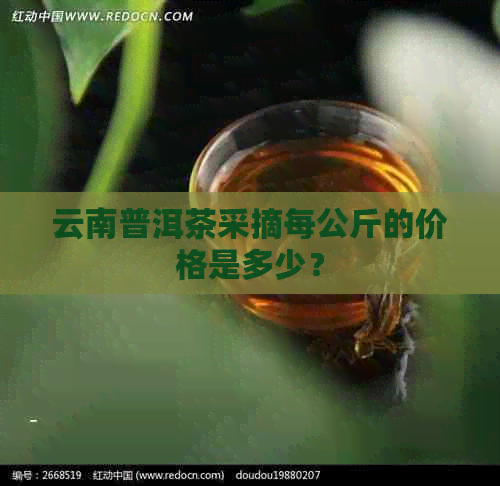 云南普洱茶采摘每公斤的价格是多少？