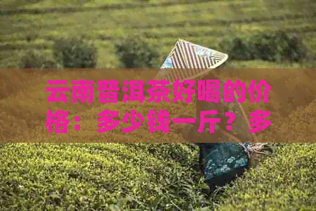 云南普洱茶好喝的价格：多少钱一斤？多少钱一公斤？多少钱一块？