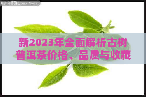 新2023年全面解析古树普洱茶价格、品质与收藏价值，附最新报价表