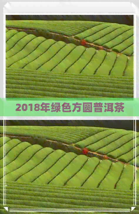 2018年绿色方圆普洱茶