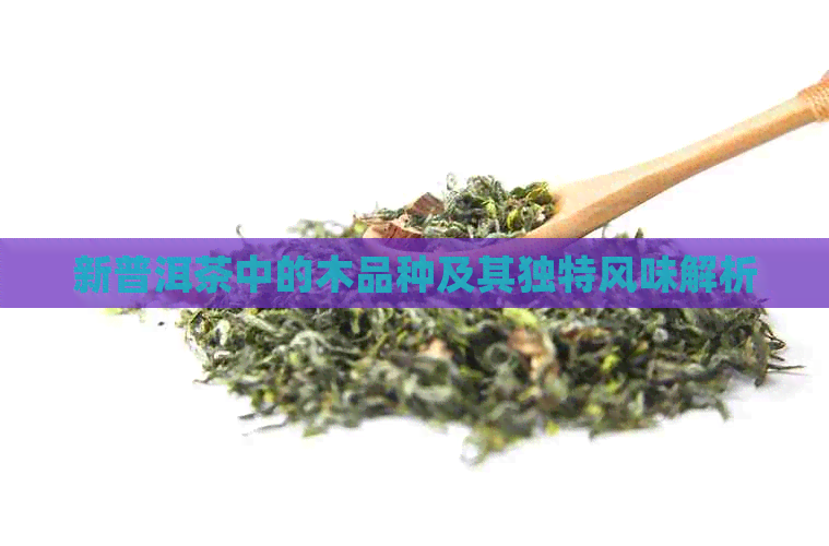 新普洱茶中的木品种及其独特风味解析