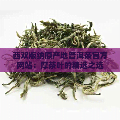 西双版纳原产地普洱茶官方网站：厚茶叶的精选之选