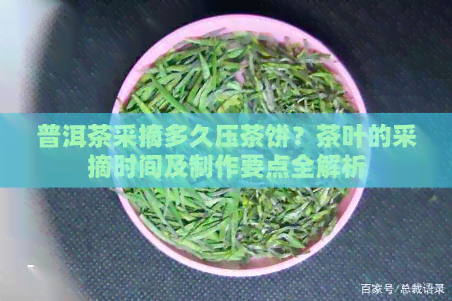 普洱茶采摘多久压茶饼？茶叶的采摘时间及制作要点全解析