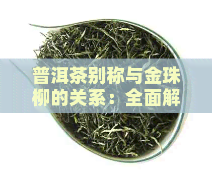 普洱茶别称与金珠柳的关系：全面解析普洱茶的多种称