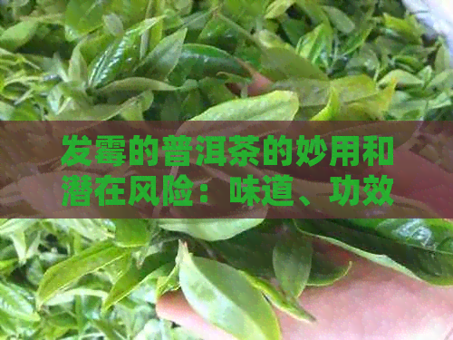 发霉的普洱茶的妙用和潜在风险：味道、功效以及是否可食用