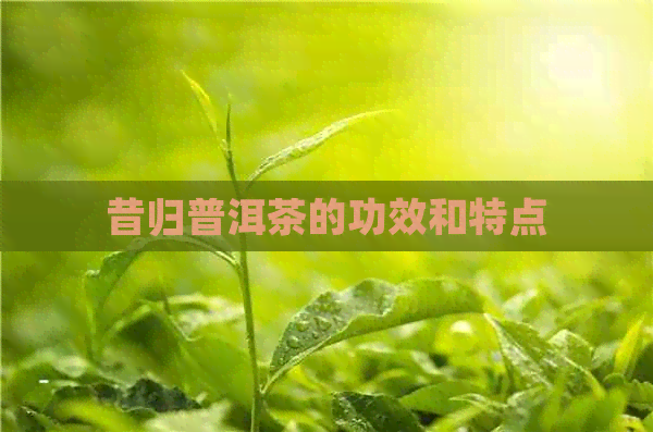 昔归普洱茶的功效和特点