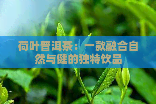 荷叶普洱茶：一款融合自然与健的独特饮品