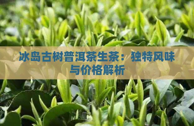 冰岛古树普洱茶生茶：独特风味与价格解析