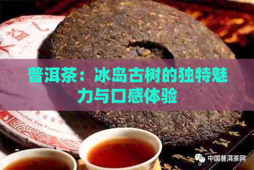 普洱茶：冰岛古树的独特魅力与口感体验