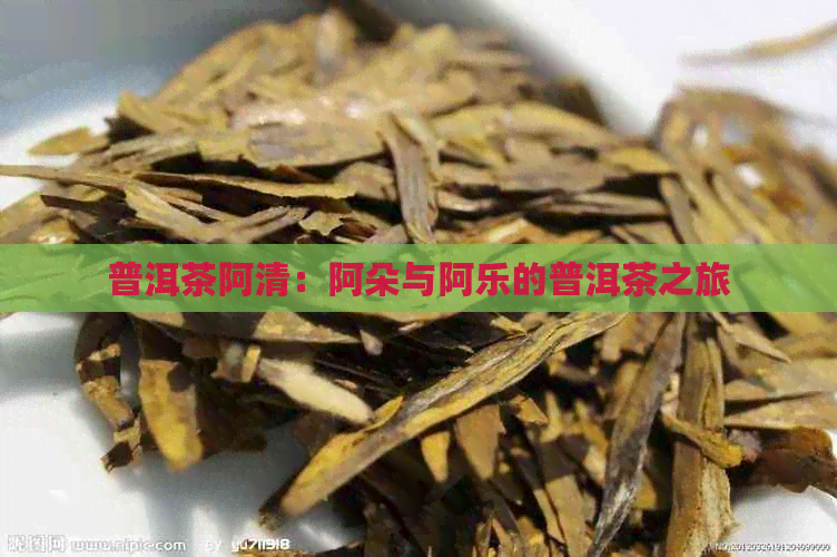 普洱茶阿清：阿朵与阿乐的普洱茶之旅