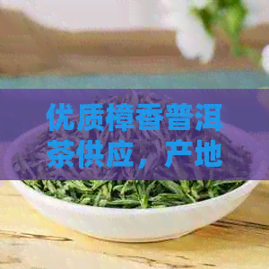 优质樟香普洱茶供应，产地直供，价格实，茶叶批发促销活动进行中