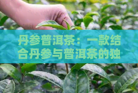 丹参普洱茶：一款结合丹参与普洱茶的独特功效与泡水解析