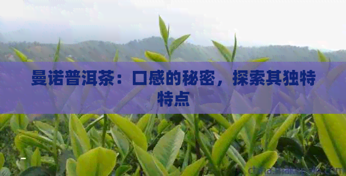 曼诺普洱茶：口感的秘密，探索其独特特点