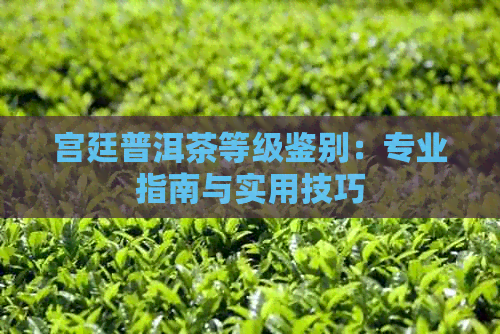 宫廷普洱茶等级鉴别：专业指南与实用技巧