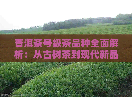 普洱茶号级茶品种全面解析：从古树茶到现代新品，一网打尽各类优质茶叶