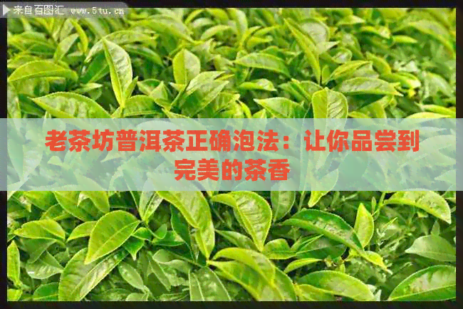 老茶坊普洱茶正确泡法：让你品尝到完美的茶香