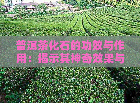 普洱茶化石的功效与作用：揭示其神奇效果与适用禁忌