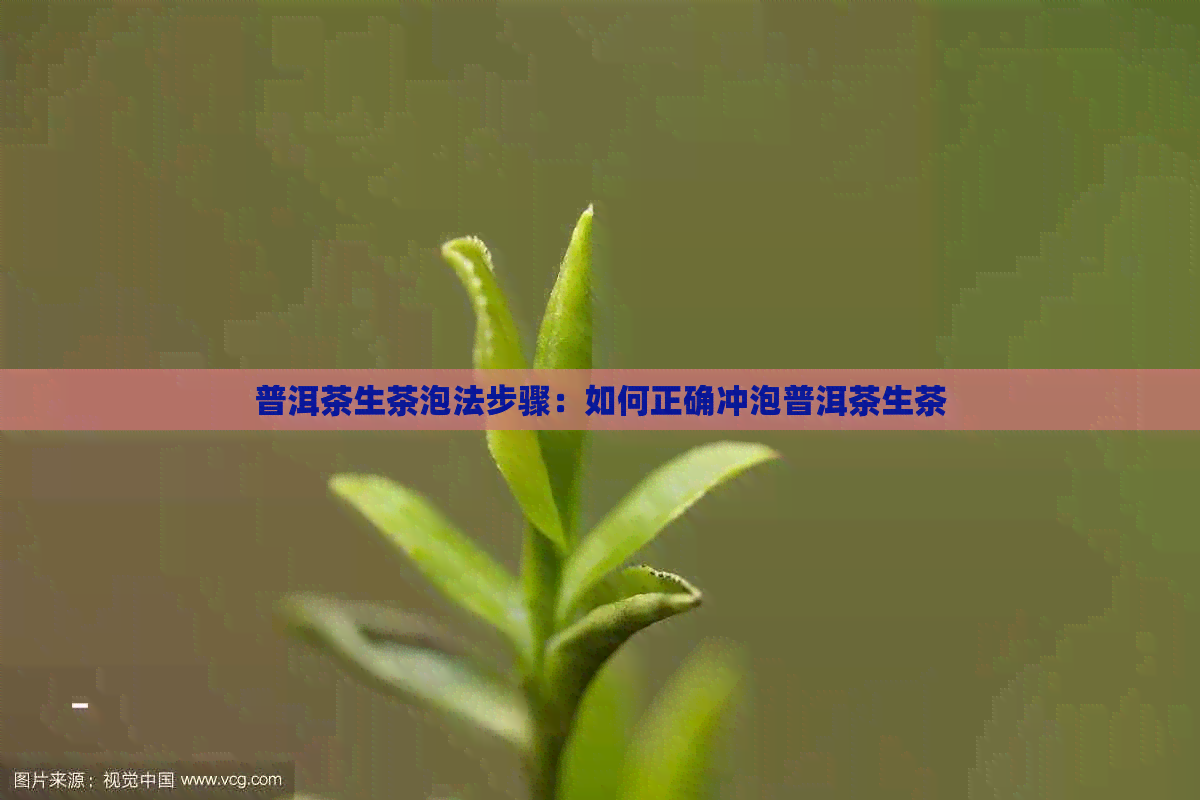 普洱茶生茶泡法步骤：如何正确冲泡普洱茶生茶