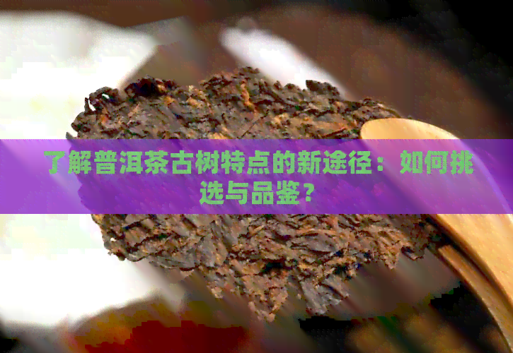 了解普洱茶古树特点的新途径：如何挑选与品鉴？