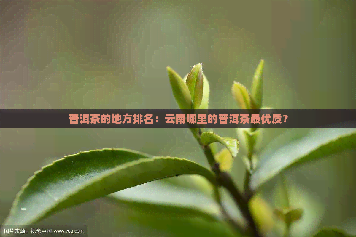 普洱茶的地方排名：云南哪里的普洱茶更优质？