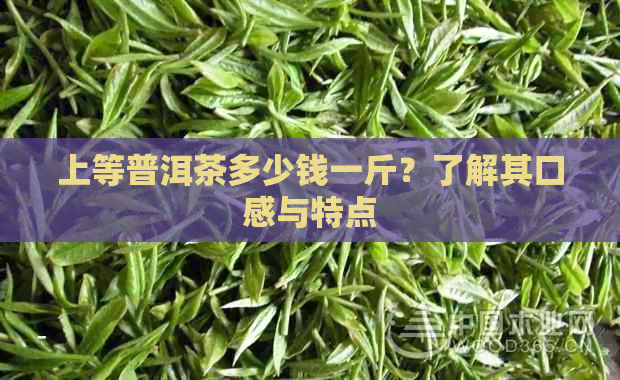 上等普洱茶多少钱一斤？了解其口感与特点