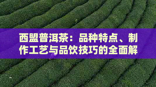 西盟普洱茶：品种特点、制作工艺与品饮技巧的全面解析