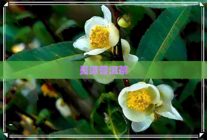 曼派普洱茶