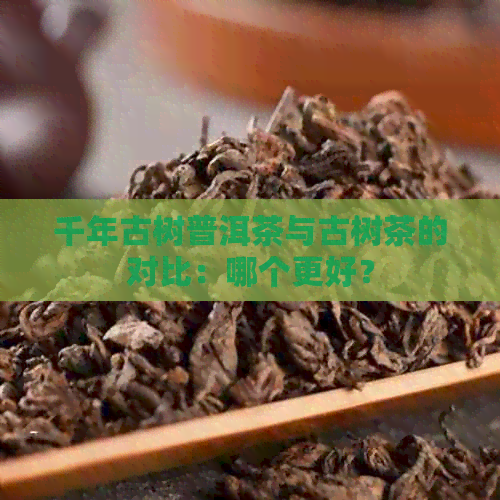 千年古树普洱茶与古树茶的对比：哪个更好？