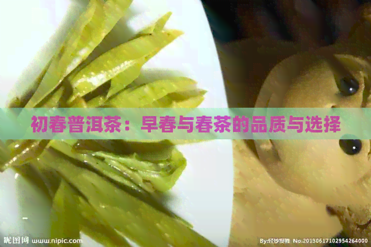 初春普洱茶：早春与春茶的品质与选择