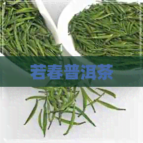 若春普洱茶