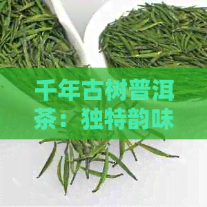 千年古树普洱茶：独特韵味与健益处详解，探究其品种、制作工艺及饮用方法