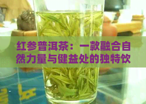 红参普洱茶：一款融合自然力量与健益处的独特饮品