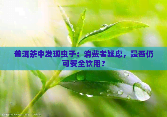 普洱茶中发现虫子：消费者疑虑，是否仍可安全饮用？