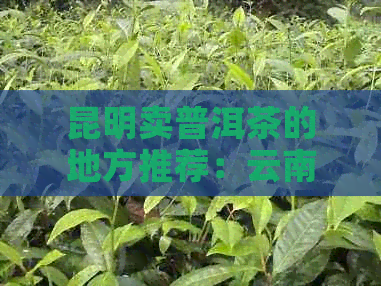 昆明卖普洱茶的地方推荐：云南昆明普洱茶场，昆明哪里买普洱茶比较好