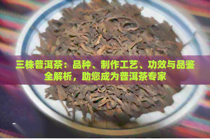 三株普洱茶：品种、制作工艺、功效与品鉴全解析，助您成为普洱茶专家