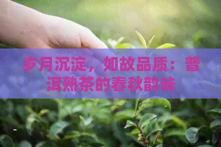 岁月沉淀，如故品质：普洱熟茶的春秋韵味