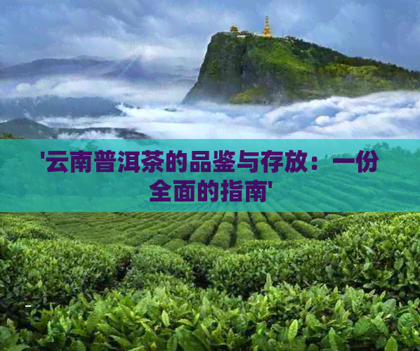 '云南普洱茶的品鉴与存放：一份全面的指南'