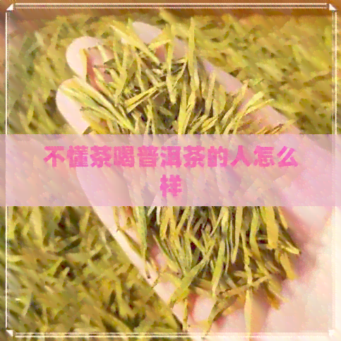 不懂茶喝普洱茶的人怎么样