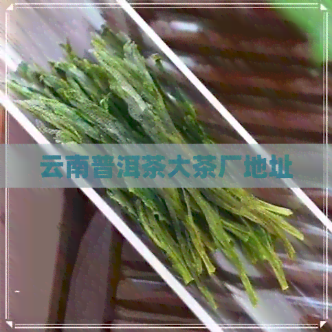 云南普洱茶大茶厂地址