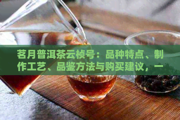 茗月普洱茶云桢号：品种特点、制作工艺、品鉴方法与购买建议，一篇全面解答