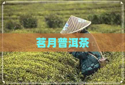 茗月普洱茶