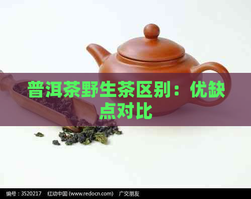 普洱茶野生茶区别：优缺点对比