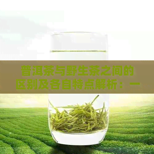 普洱茶与野生茶之间的区别及各自特点解析：一次全面了解两种茶叶的差异