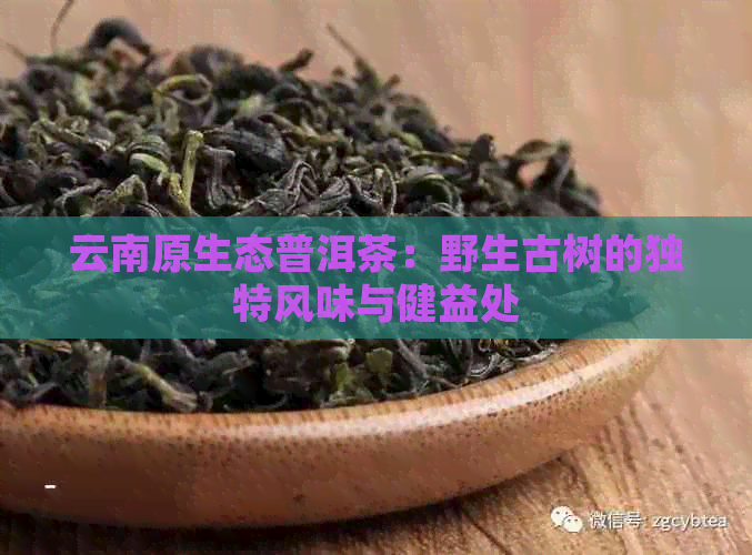 云南原生态普洱茶：野生古树的独特风味与健益处