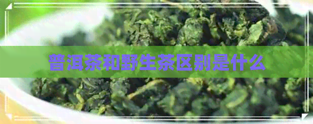 普洱茶和野生茶区别是什么