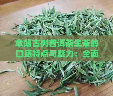 章朗古树普洱茶生茶的口感特点与魅力：全面解析章朗普洱茶特色