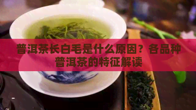 普洱茶长白毛是什么原因？各品种普洱茶的特征解读